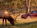 BearCountry00006mini