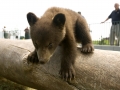 Cub_log