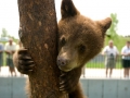 Cub_tree-small