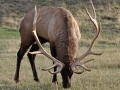 Elk-Small