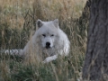 artic-wolf-grass-small