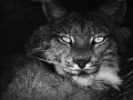 lynx-small