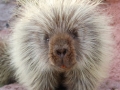 porcupine-small