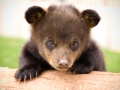 sm_BearCubmini