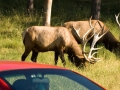 slider-website-Cars20100023small