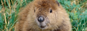 Beaver