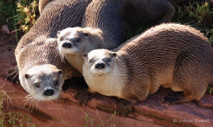 otter fam portrait two
