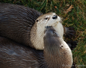 watermark otter pair copy