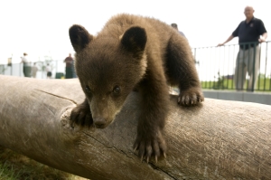 Cub_log