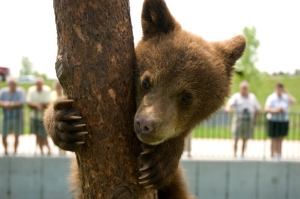 Cub_tree-small